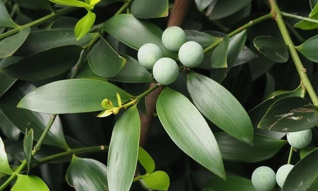 Không những thế, trong phong thủy, cây kim giao còn là biểu tượng cho sự bình yên. Người ta tin rằng, việc trồng cây Kim giao có tác dụng xua đuổi tà mà và những điều không tốt, giúp mang lại cho gia chủ những điều tốt đẹp và thành công.