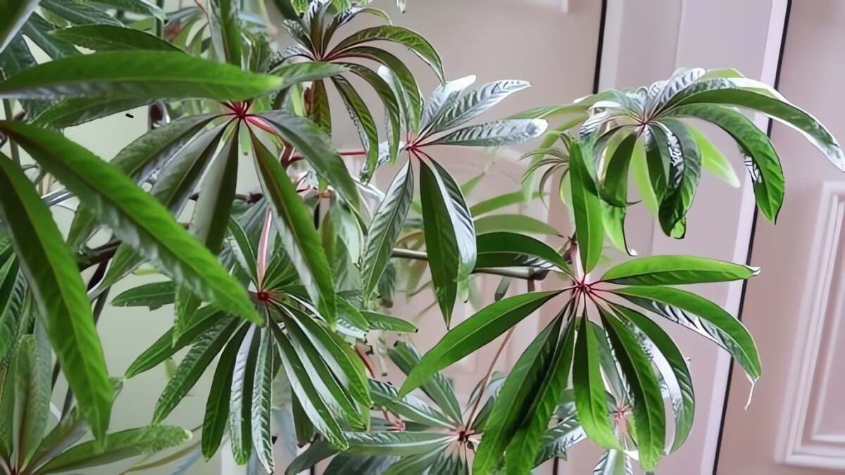 Cây cảnh đặc biệt kiên cường