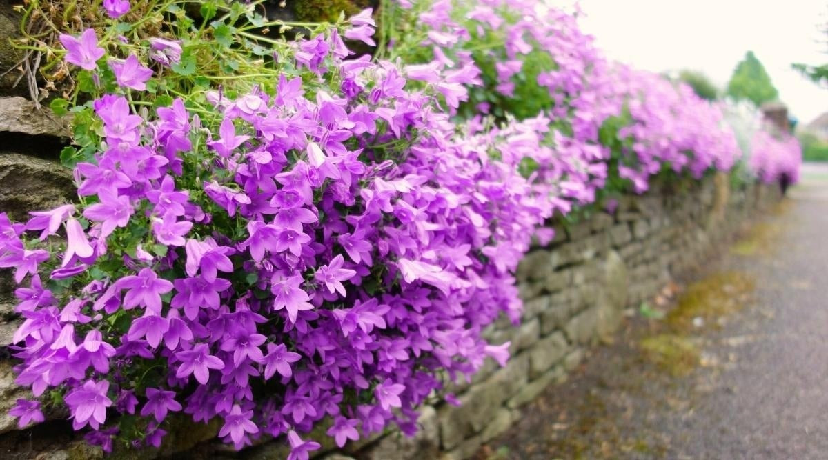  Kích thước nhỏ gọn, hiệu ứng thị giác lớn Với hoa nhỏ đường kính 3–3,5 cm, cao 1,5–2 cm, Campanula là lựa chọn hàng đầu cho những ai yêu vẻ đẹp thanh lịch, không phô trương mà đầy thu hút.