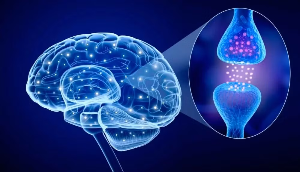 Từ một “nụ hôn” kéo dài chưa tới 1 phần nghìn giây, nhân loại đã tiến gần hơn tới việc hiểu rõ bí mật vận hành của bộ não con người.