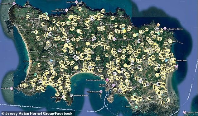 Mỗi tổ có thể chứa tới 10.000 con ong. Ước tính gần 5 triệu con ong bắp cày châu Á hiện đang ở Jersey. Nguy cơ Jersey trở thành bàn đạp để loài xâm lấn lan sang Anh từ châu Âu đại lục đang gia tăng.