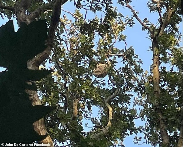 John De Carteret, thành viên sáng lập Nhóm Ong bắp cày Châu Á Jersey, cho biết chính quyền đang gặp khó khăn vì số lượng báo cáo lớn. Ông nói số người bị đốt tiếp tục tăng và có những trường hợp nguy hiểm với người bị dị ứng.