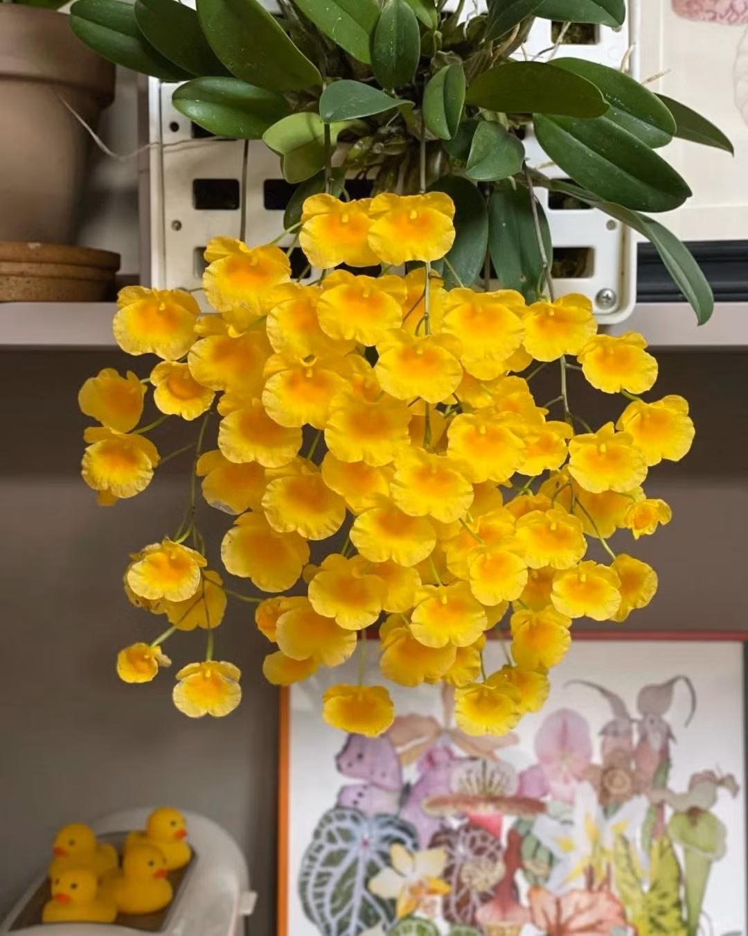 Ngoài phong thủy, loài hoa này còn giúp tinh thần thư giãn. Hương thơm nhẹ nhàng làm giảm căng thẳng, mang đến bầu không khí yên bình.