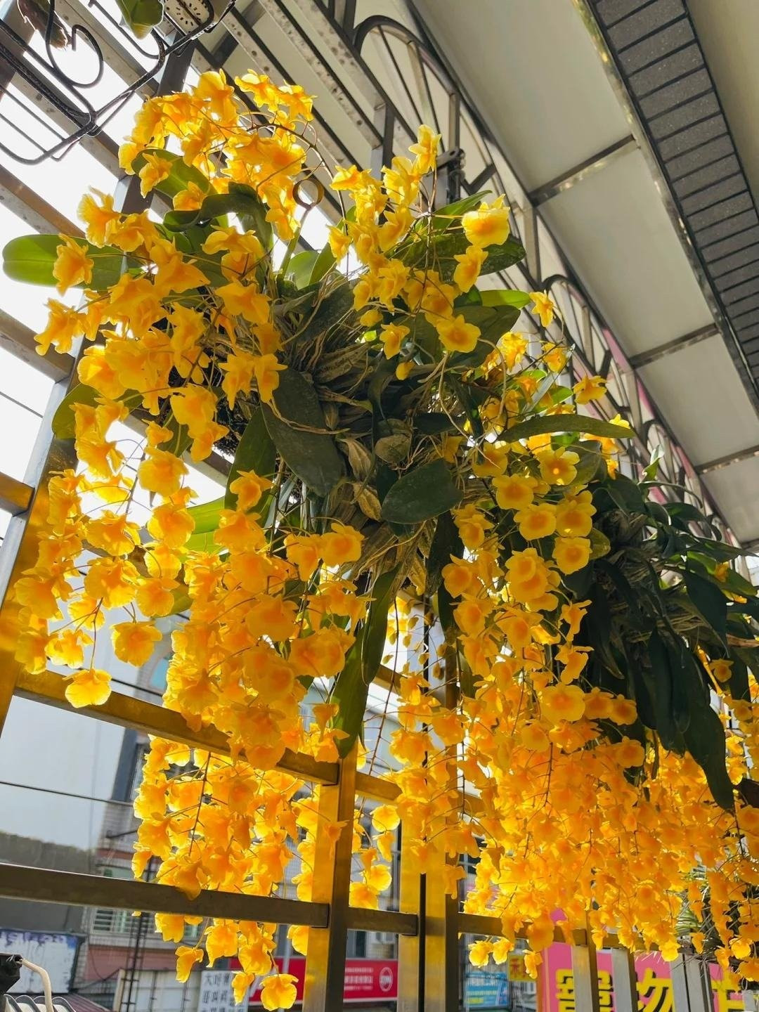 Lan vảy rồng, còn gọi là hoàng thảo vảy rồng, tên khoa học Dendrobium lindleyi. Loài lan này thuộc chi Hoàng thảo nổi tiếng với vẻ đẹp thanh tao.