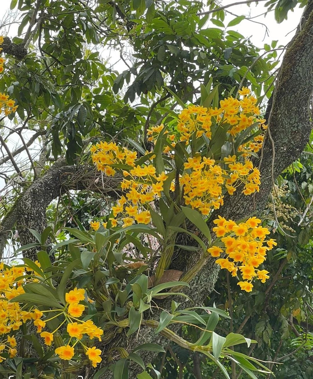 Lan vảy rồng còn mang ý nghĩa phong thủy sâu sắc. Màu vàng rực rỡ tượng trưng cho vàng bạc, của cải, tài lộc và thịnh vượng.