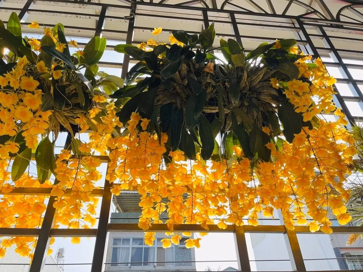 Chăm sóc không khó: chọn giá thể thoáng khí như rêu, vỏ cây; tưới theo nguyên tắc “khô rồi mới tưới”; bón phân loãng định kỳ. Với sự chăm sóc đúng cách, cây sẽ nở rộ rực rỡ, mang đến vẻ đẹp và tài lộc cho gia chủ.