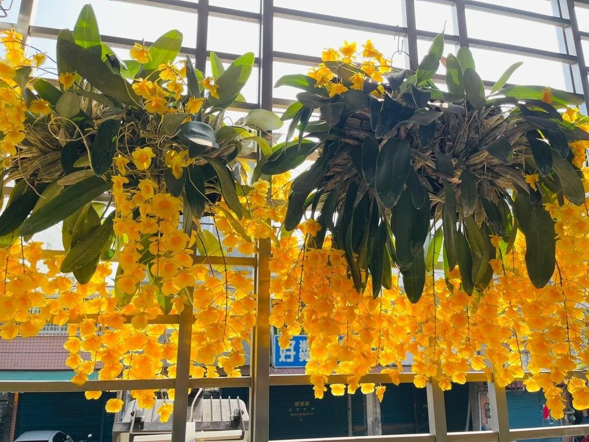 Những cánh hoa vàng óng như từng tia nắng nhảy múa trong gió, đầy sức sống, khiến bất cứ ai cũng mê mẩn ngay từ lần đầu ngắm nhìn.