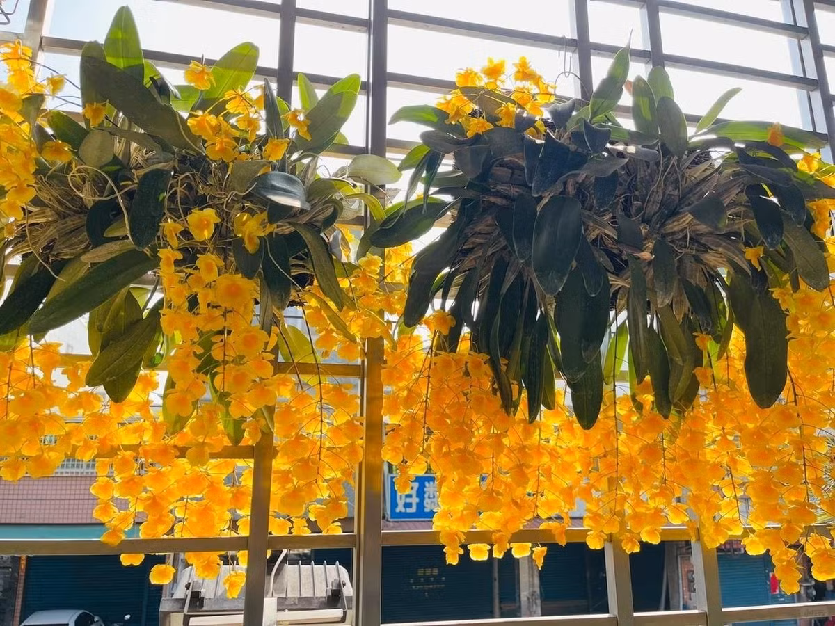 Những cánh hoa vàng óng như từng tia nắng nhảy múa trong gió, đầy sức sống, khiến bất cứ ai cũng mê mẩn ngay từ lần đầu ngắm nhìn.