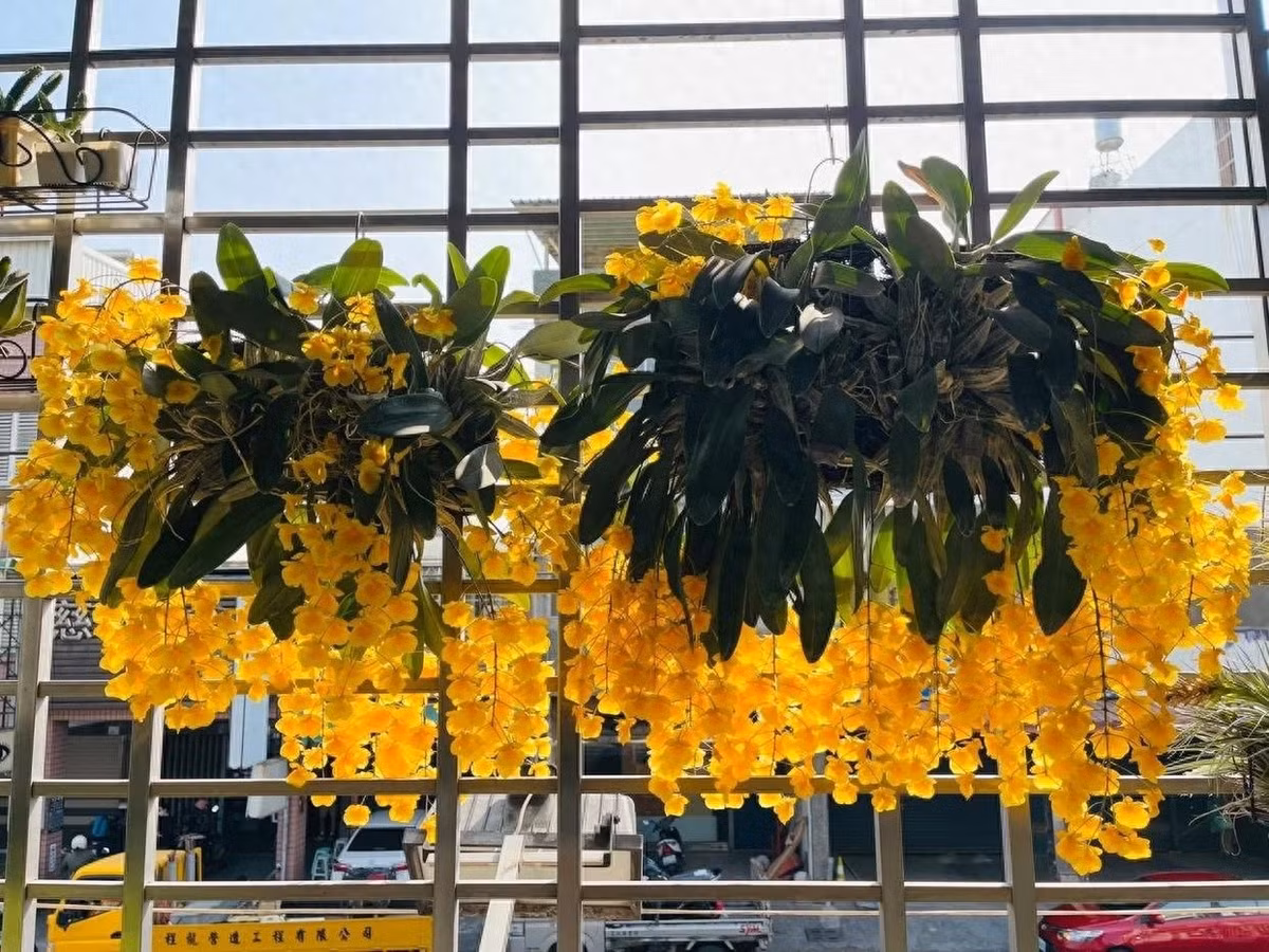 Hoa mọc thành chùm, mỗi chùm 5–15 bông vàng rực rỡ, giống như những vệt nắng trải dài, làm bừng sáng cả một góc nhà.