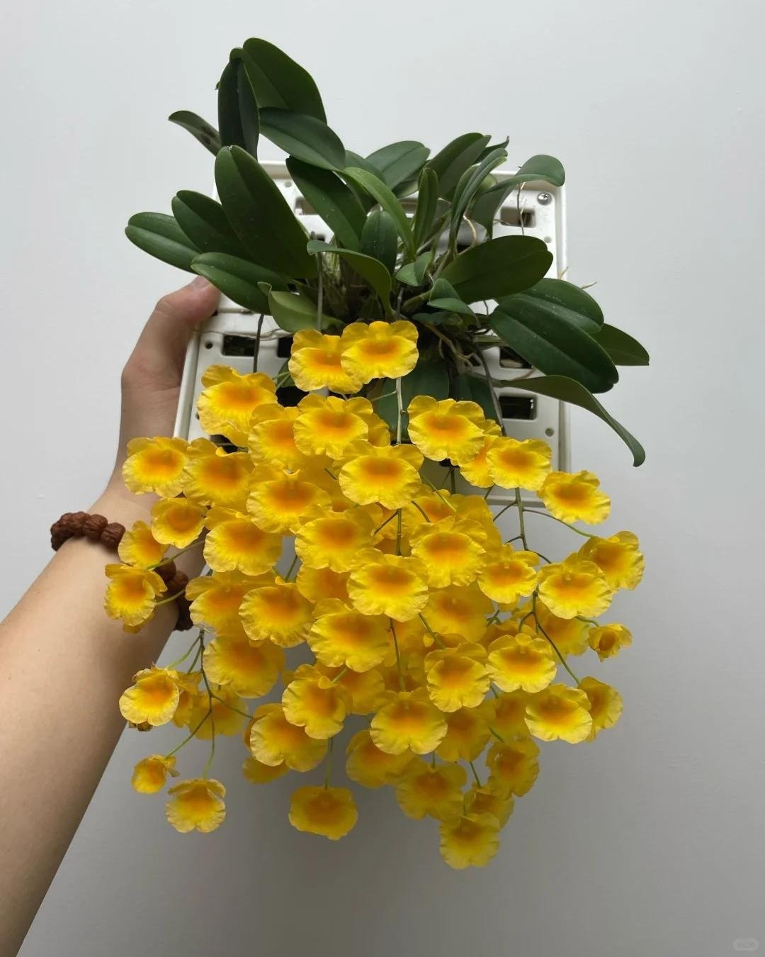 Thân cây nhỏ gọn, mọc thành cụm cao 15–40 cm, lá xanh bóng mượt. Chính hình dáng thanh mảnh này giúp cây dễ trang trí trong nhiều không gian.