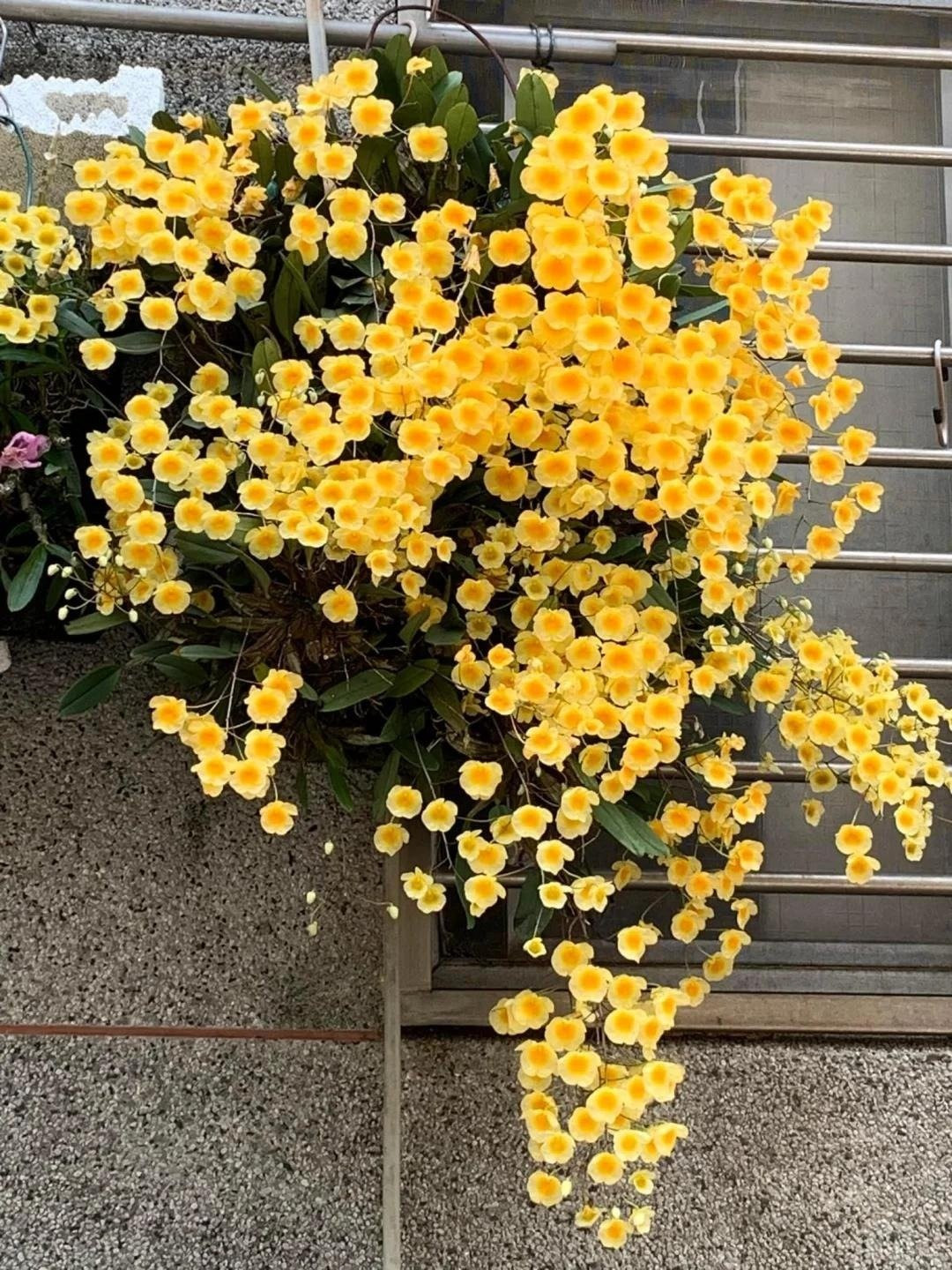 Cánh hoa dày, mịn, cong nhẹ, vừa sang trọng vừa tinh nghịch. Khi nở rộ, từng cụm hoa kết thành “biển vàng” đẹp như một tấm gấm quý.