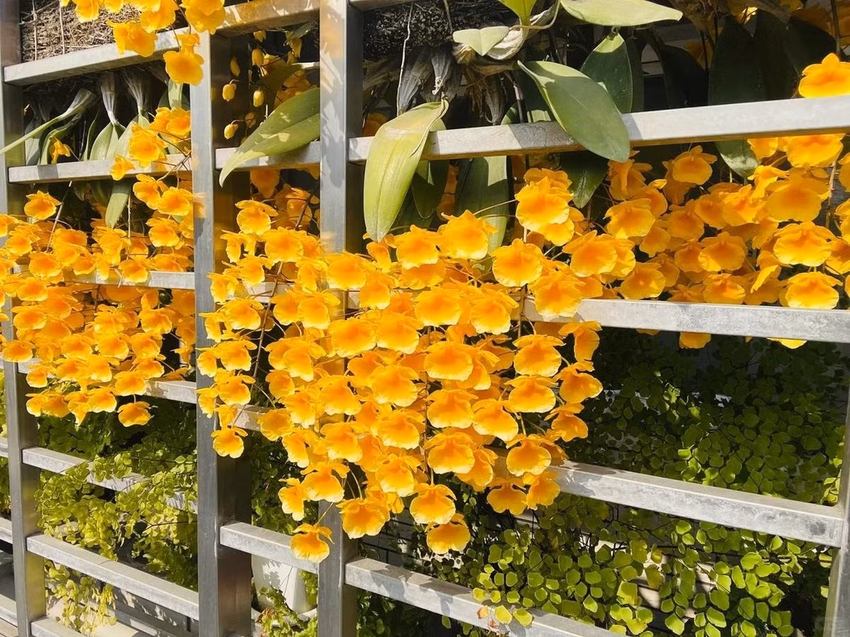 Đặc biệt, hoa nở đều tăm tắp, xếp lớp như vảy rồng lấp lánh. Vẻ đẹp này khiến nhiều người ngỡ là hoa giả, nhưng hương thơm dịu nhẹ chứng minh đó là “báu vật thiên nhiên”.