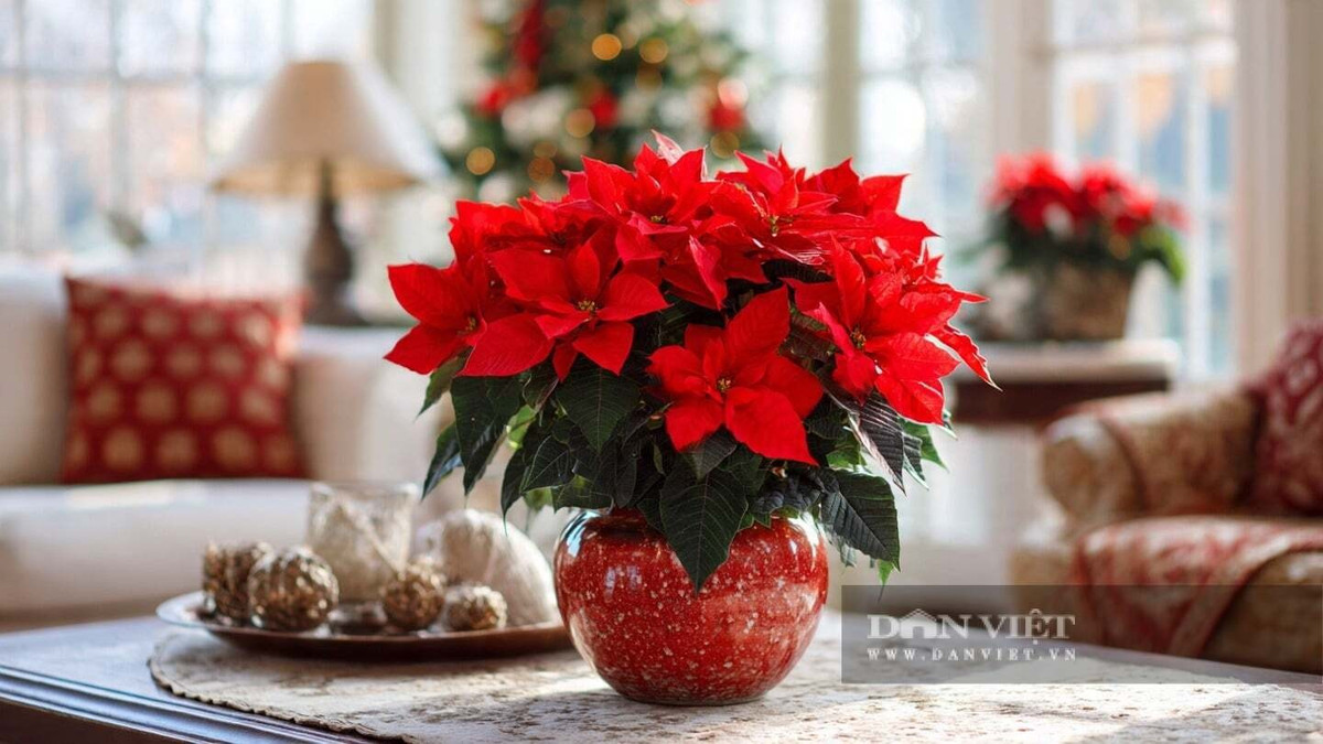 Cây cảnh trạng nguyên đã được sử dụng trong nhiều thế kỷ