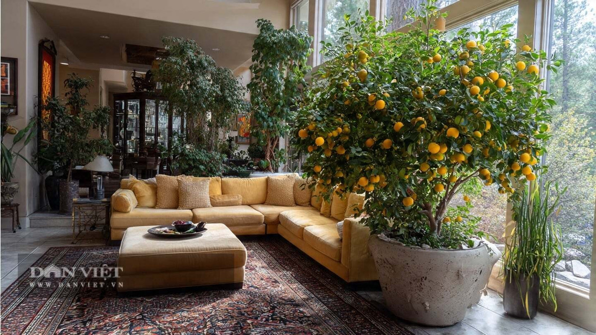 Khi đặt một chậu quất trong nhà vào mùa quả chín, không gian lập tức bừng sáng, mang theo cảm giác mùa màng bội thu và vận khí hanh thông. Hoa quất tỏa hương nhẹ, tinh khiết, giúp thanh lọc và khử trùng không khí rất tự nhiên.