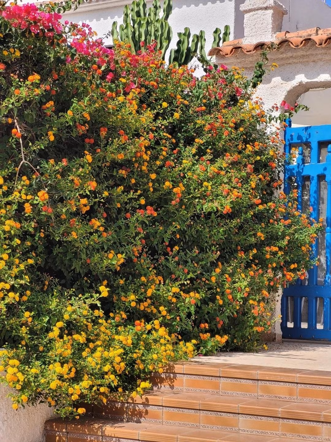 Mùi hôi kỳ lạ nhưng hữu ích. Cây có mùi hăng hắc khó ngửi, nhưng chính điều này lại khiến muỗi – côn trùng tránh xa. Được mệnh danh là “cây đuổi muỗi” hiệu quả.