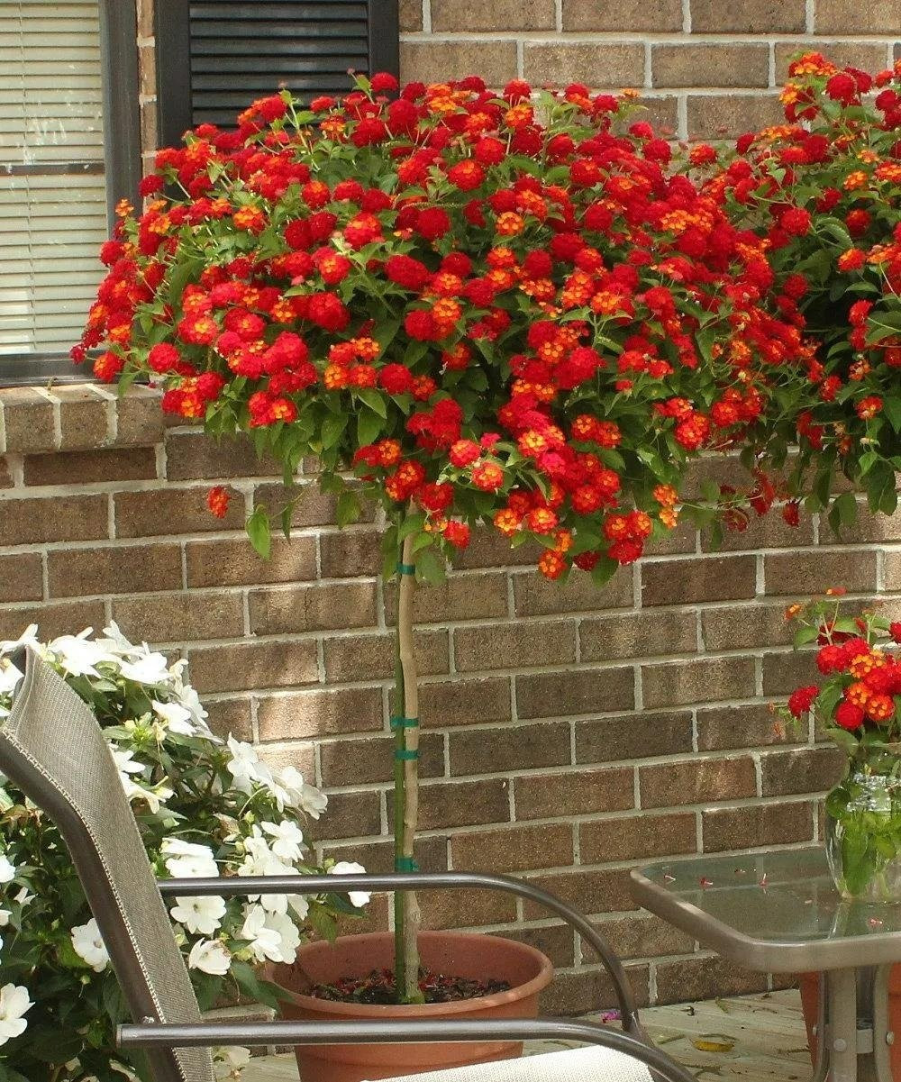 Từ Trung Mỹ đến vườn nhà bạn. Nguồn gốc từ vùng Trung Mỹ xa xôi, cây ngũ sắc nay đã có mặt ở khắp nơi – từ đồng quê hoang dại đến những khu vườn thành thị rực nắng.