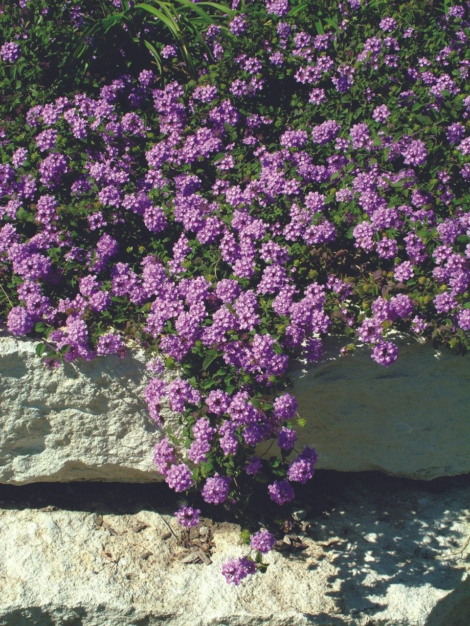 Biểu tượng phong thủy của ngũ hành cân bằng. Năm cánh tượng trưng Kim – Mộc – Thủy – Hỏa – Thổ. Trồng cây này giúp cân bằng năng lượng, tăng hòa khí và tài lộc trong nhà.