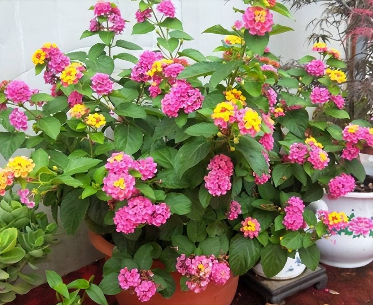 Cảnh báo quan trọng: cây có độc. Thân, lá, quả đều có độc nhẹ. Không ăn, không để trẻ nhỏ nghịch ngợm. Nhưng nếu trồng làm cảnh, đây vẫn là lựa chọn hoàn hảo, hơn cả hoa giấy.