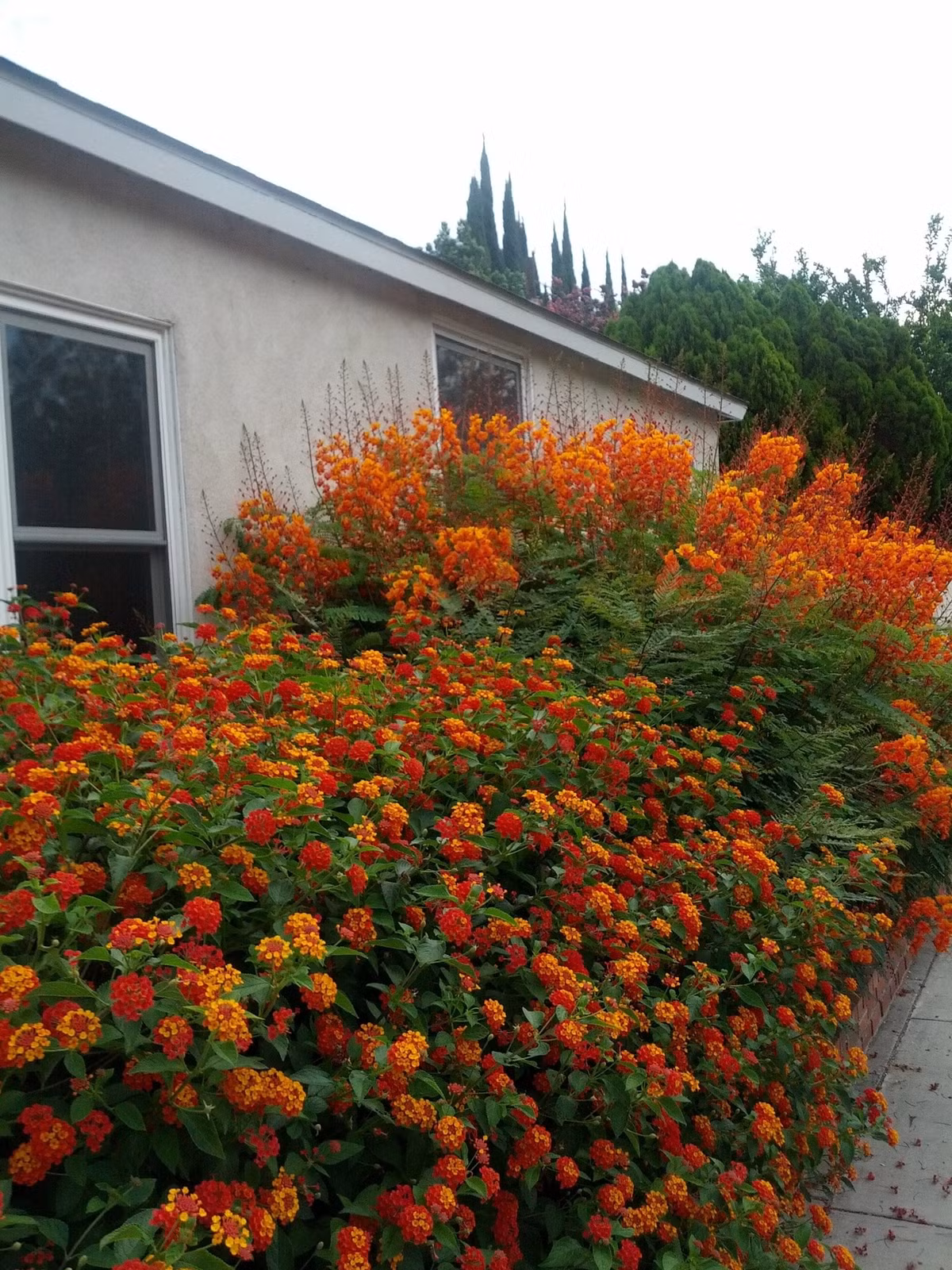 Sức sống mãnh liệt nơi khắc nghiệt. Dù là ven đường, đồi núi cằn cỗi hay dưới nắng hè gắt gỏng, hoa ngũ sắc vẫn bung nở rực rỡ, thách thức mọi điều kiện khí hậu.