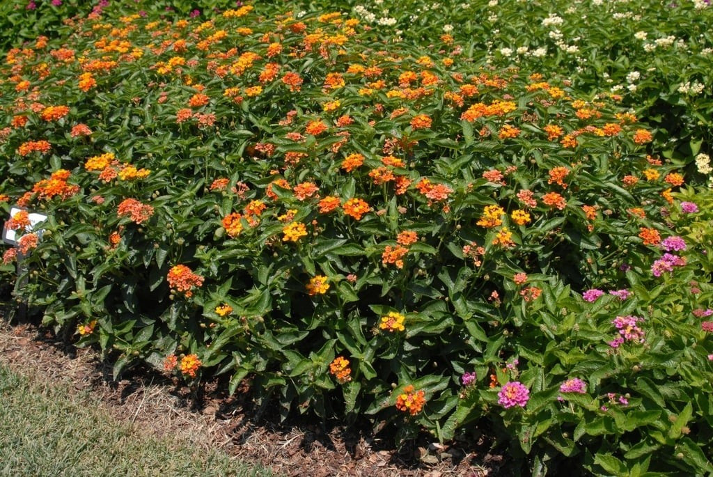 Biểu tượng hòa thuận trong từng cánh hoa. Màu sắc hoa thay đổi trong ngày, không chỉ đẹp mắt mà còn tượng trưng cho sự hòa thuận, gắn kết giữa các thành viên trong gia đình.