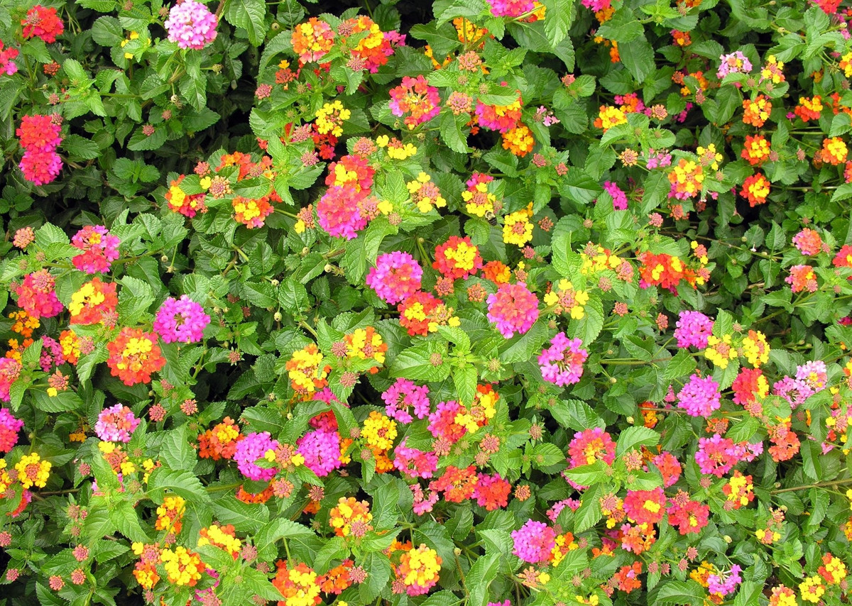 Tăng trí tuệ và kết nối xã hội. Mỗi sắc hoa đại diện cho một năng lượng trí tuệ riêng. Ngũ sắc còn giúp gắn kết các mối quan hệ gia đình – xã hội hài hòa, vui vẻ.