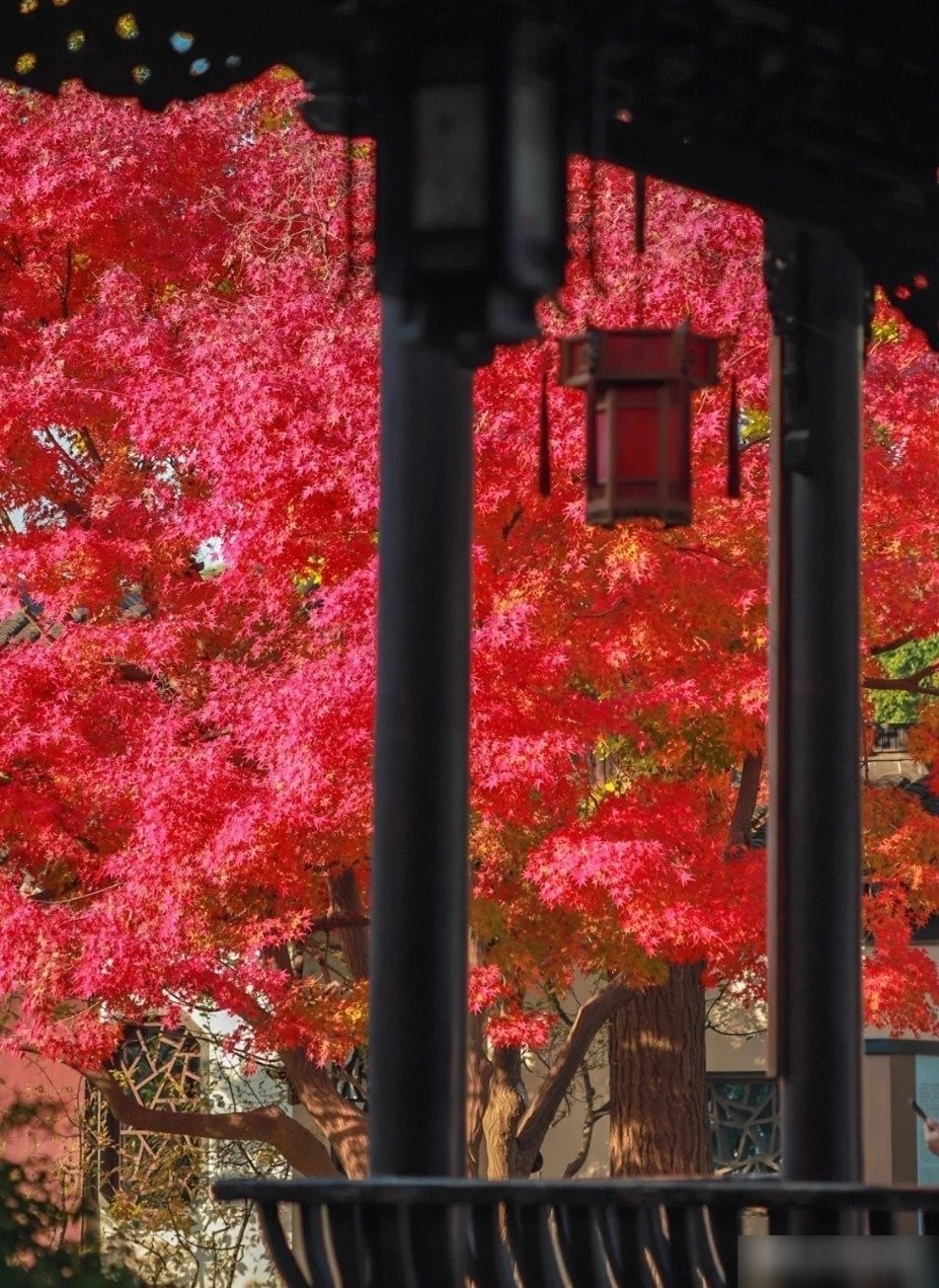 Không chỉ đẹp rực rỡ vào mùa thu, cây phong đỏ còn mang ý nghĩa phong thủy sâu sắc: màu đỏ tượng trưng cho tài lộc, thịnh vượng và hạnh phúc viên mãn.