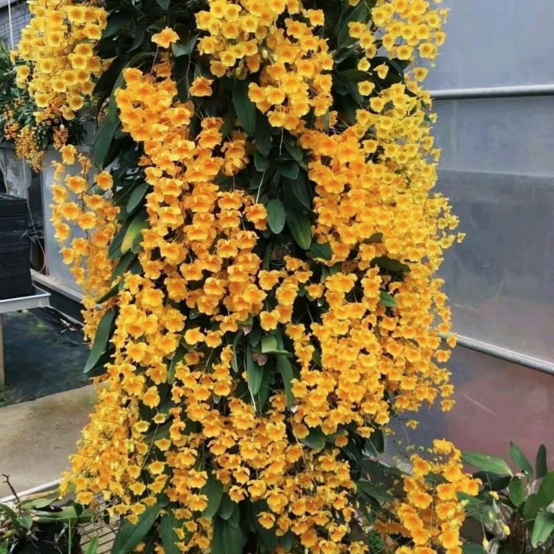 Nếu bạn muốn tìm một loài hoa rực rỡ như ánh nắng, lan vảy rồng chính là lựa chọn hoàn hảo. Cây cảnh này mang đến sự ấm áp, tươi mới cho không gian sống.