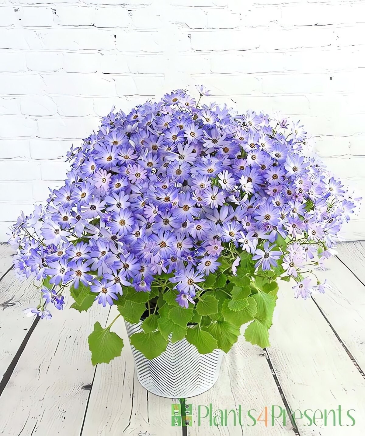 Trong phong thủy, cúc Senetti được coi là biểu tượng của may mắn, hạnh phúc và sự hòa thuận gia đình. Nhiều người tin trồng cây sẽ giúp cải thiện tâm trạng, giảm stress.