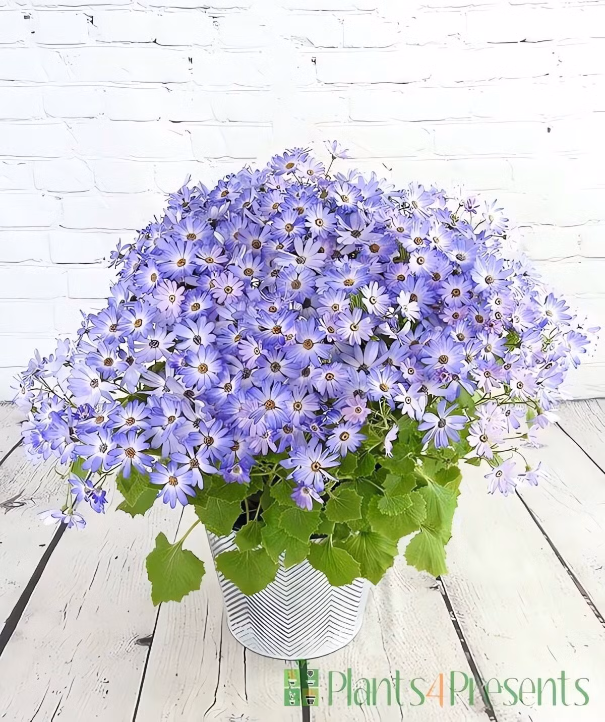 Trong phong thủy, cúc Senetti được coi là biểu tượng của may mắn, hạnh phúc và sự hòa thuận gia đình. Nhiều người tin trồng cây sẽ giúp cải thiện tâm trạng, giảm stress.