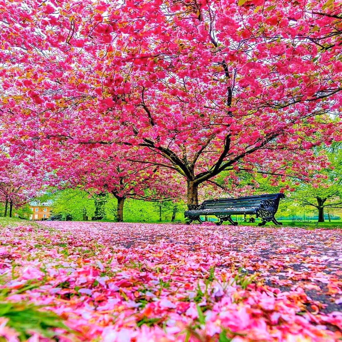 2. Cây anh đào – Gieo tình yêu, gặt hòa khí vợ chồng viên mãn. Theo người xưa, cây anh đào là biểu tượng của tình yêu đôi lứa. Mỗi mùa xuân, hoa nở rực rỡ như lời chúc phúc cho cuộc sống hôn nhân hòa thuận.