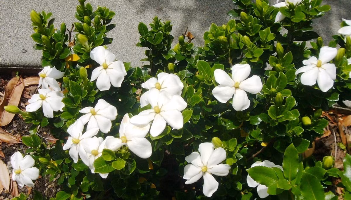 Dù mỗi bông chỉ nở vài ngày, nhưng cây rất “siêng”. Trước khi hoa cũ tàn, nụ mới đã chờ sẵn. Từ tháng 4 đến tháng 8 là mùa nở rực rỡ nhất.