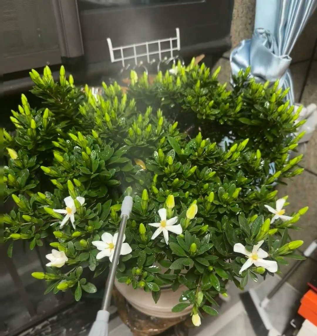 Cây không chịu được lạnh. Nếu trồng ở miền Bắc hoặc vùng giá rét, nên để chậu trong nhà khi đông đến, tránh gió lạnh và không khí quá khô.