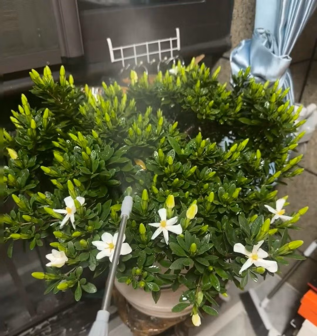 Cây không chịu được lạnh. Nếu trồng ở miền Bắc hoặc vùng giá rét, nên để chậu trong nhà khi đông đến, tránh gió lạnh và không khí quá khô.