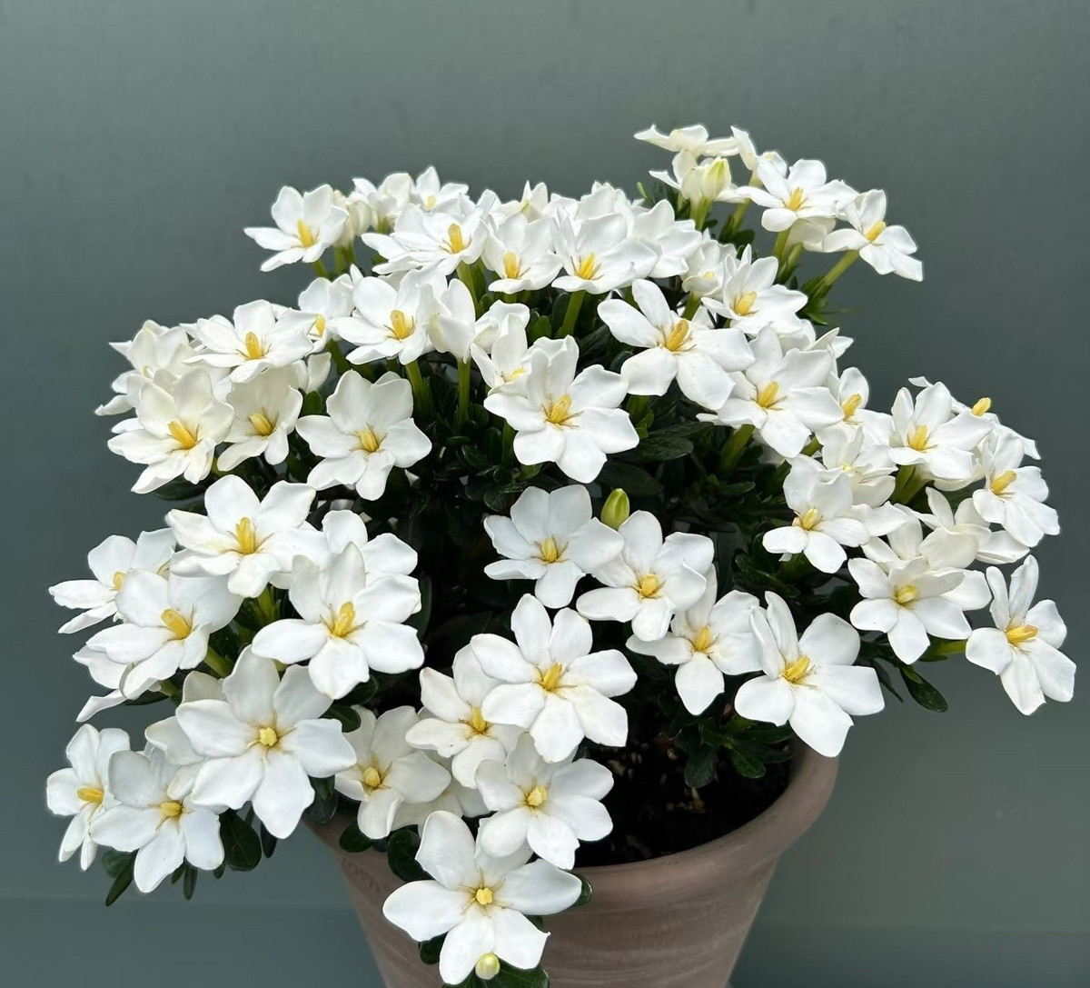 Nhụy hoa xòe ra như vương miện, ôm lấy bầu phấn tròn như hạt ngọc, khiến người yêu hoa đặt cho nó cái tên thật mỹ miều: "Crown Pearl".