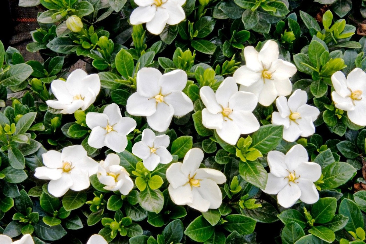 Lá của dành dành lùn dày, xanh sẫm, luôn căng bóng, mang đến cảm giác mát mắt, thanh sạch. Ngay cả khi chưa nở hoa, cây vẫn đủ sức làm điểm nhấn trong không gian.