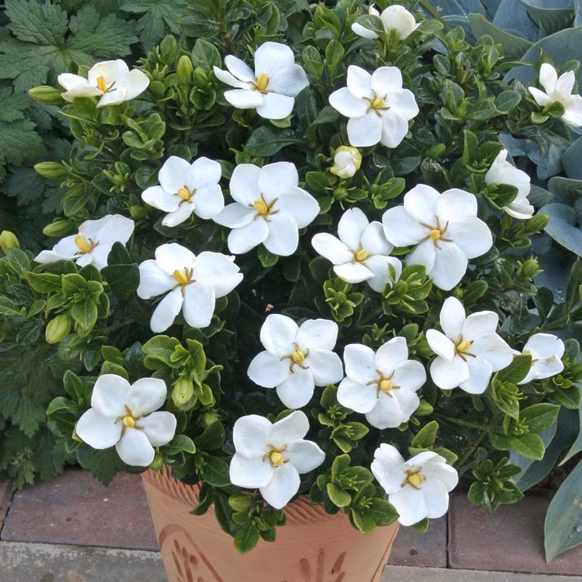 Có thời, một cây nhỏ có thể lên tới hàng triệu đồng. Dù giờ đã dễ trồng và rẻ hơn, nhưng tình yêu dành cho loài hoa này vẫn nguyên vẹn như ngày đầu.