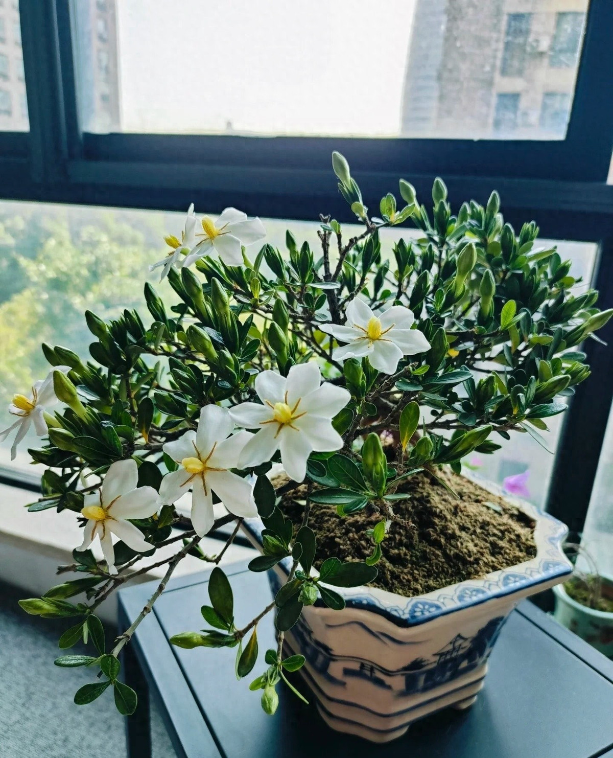 Đặt một chậu dành dành lùn nơi bàn trà, bàn làm việc hay cửa sổ – bạn sẽ thấy không gian trở nên thanh lịch, mát lành và đầy cảm hứng sống tích cực.