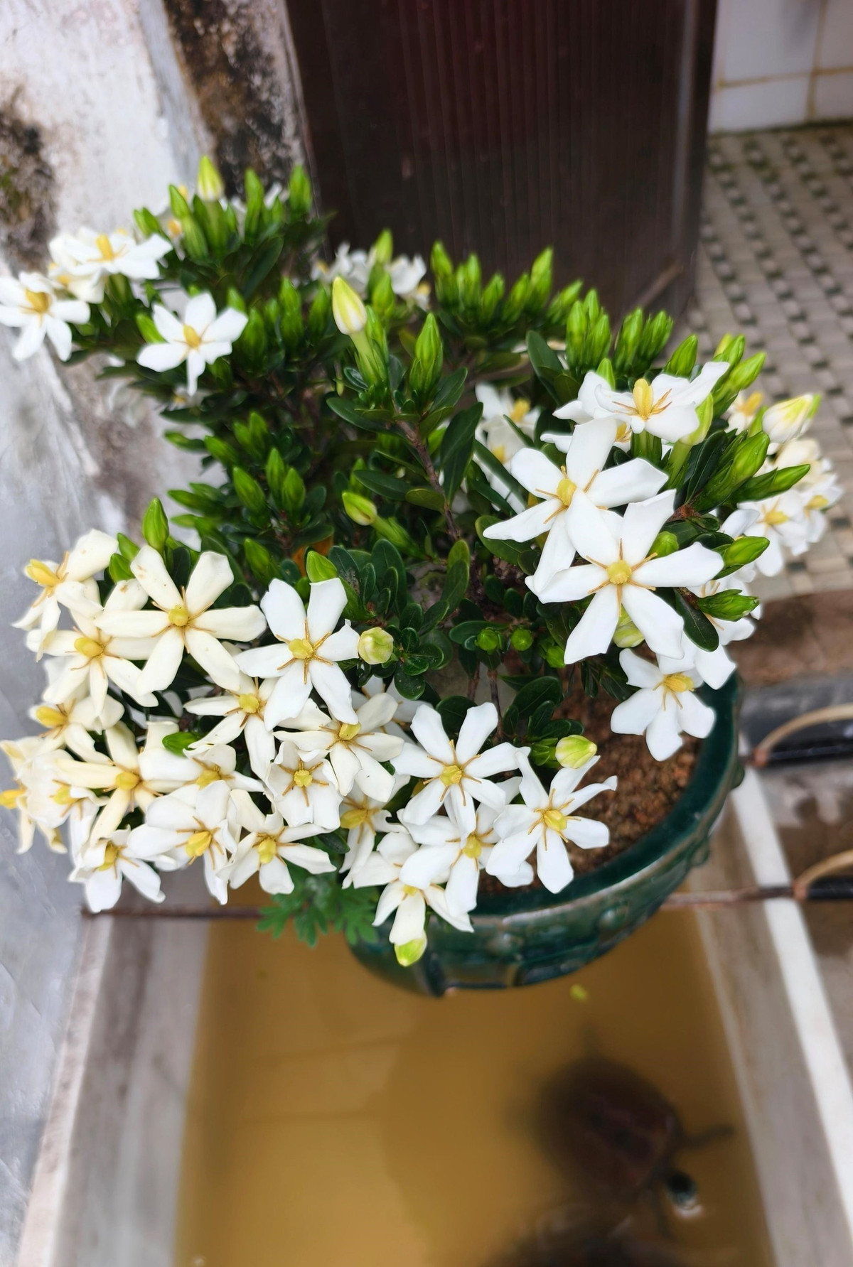 Ý nghĩa phong thủy: Thu hút tài lộc, may mắn: Với màu trắng tinh khiết và sức sống bền bỉ, dành dành tượng trưng cho hy vọng, tình yêu, sự kiên trì và thịnh vượng. Rất hợp với mệnh Kim và mệnh Thổ.