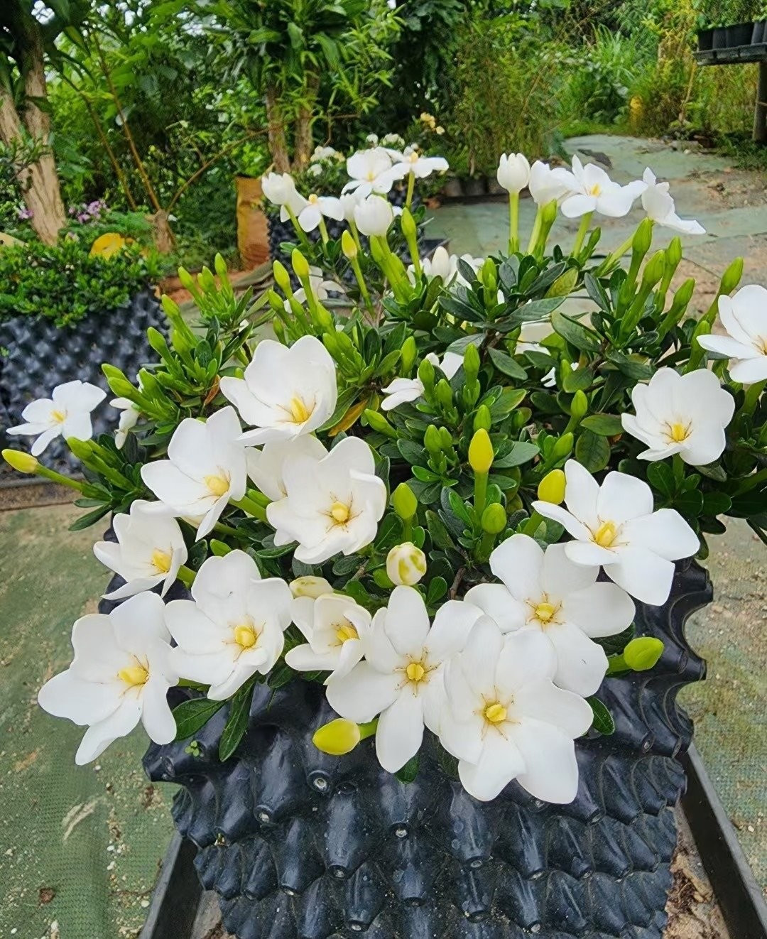 Những bông hoa trắng kem, giữa vàng như ánh nắng, xoè ra như chiếc chong chóng nhỏ khiến nhiều người ngỡ ngàng: "Hoa thật mà trông cứ như hoa giả!"