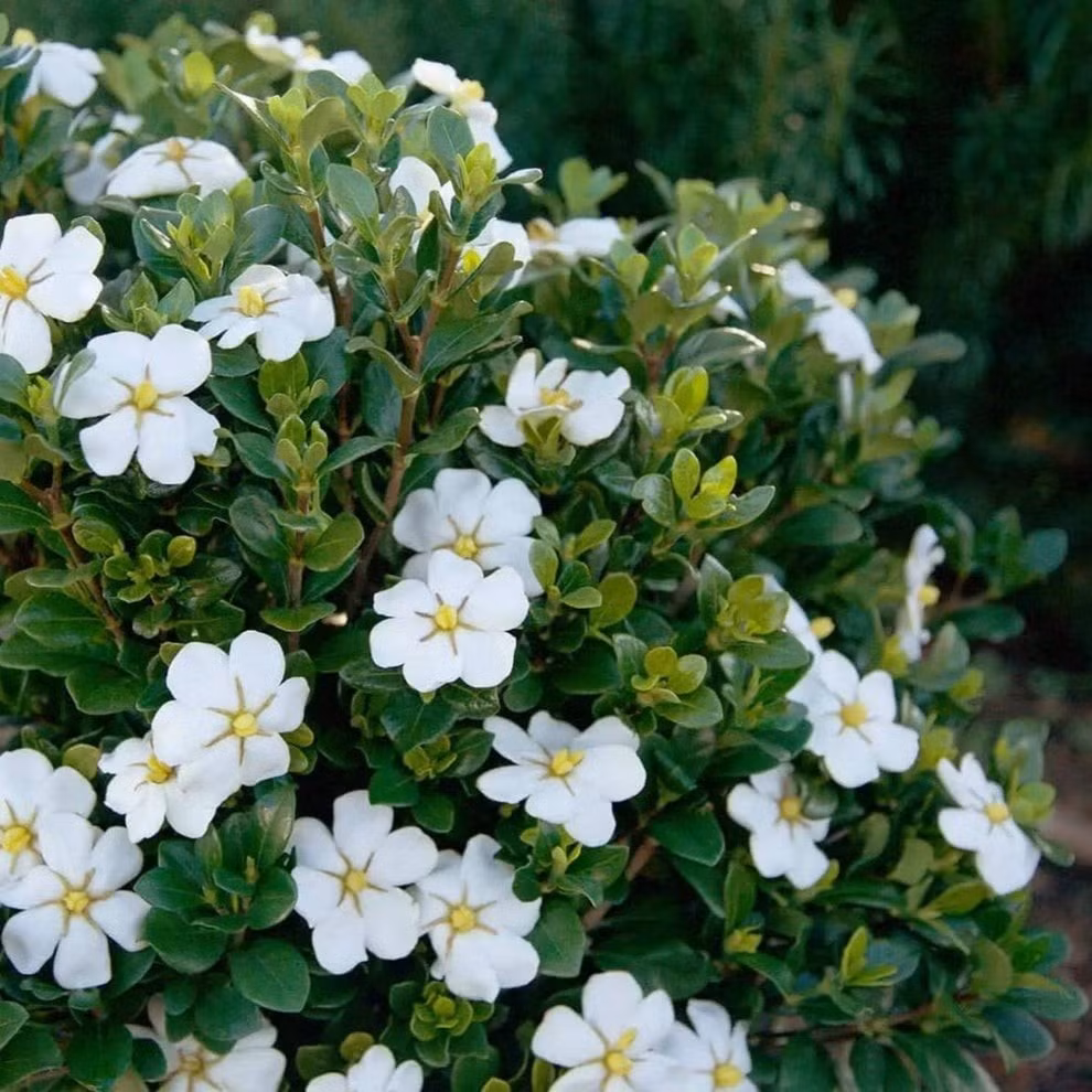 Không chỉ đẹp, tinh dầu từ hoa dành dành còn có thể diệt khuẩn, khử mùi, giúp không gian trong lành và dễ chịu hơn.