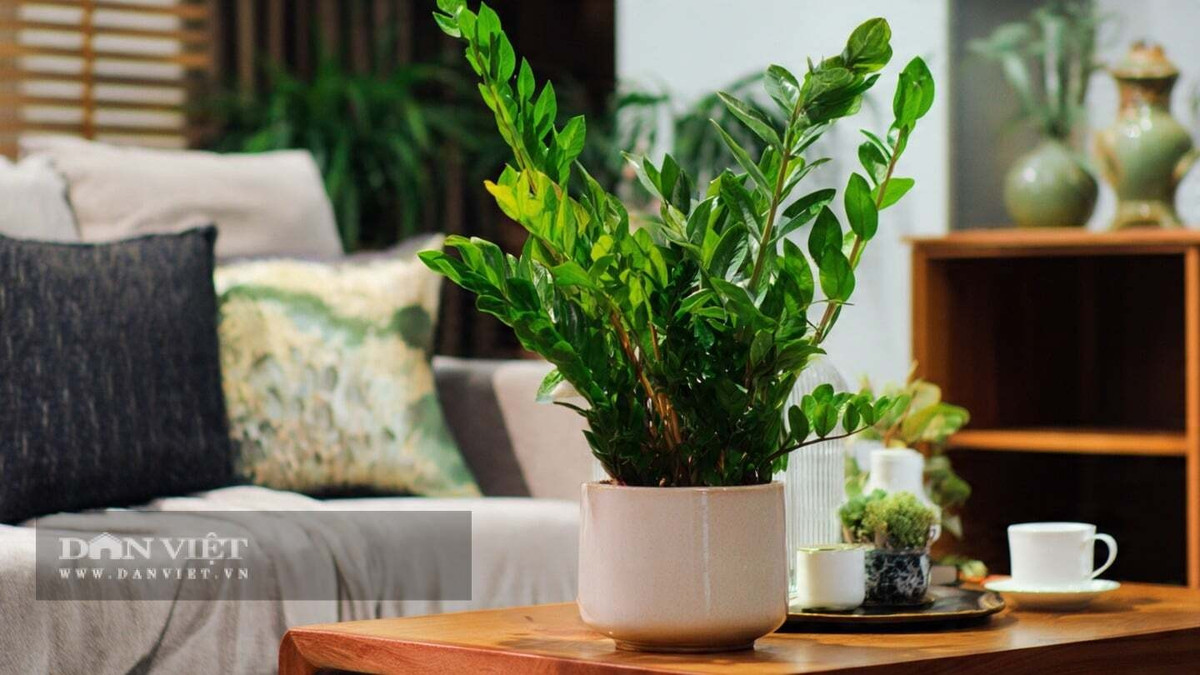 2. Cây kim tiền: Cây kim tiền gây ấn tượng với những tán lá dày, bóng, xếp như chuỗi đồng tiền. Ngay từ tên gọi đã gợi lên ý nghĩa giàu sang, phú quý nên rất được ưa chuộng trưng bày dịp đầu năm.