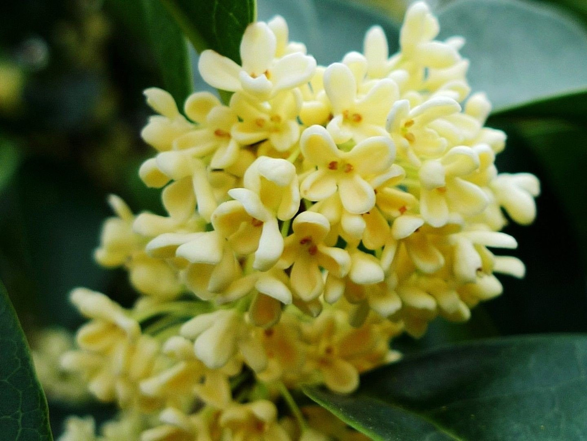 Hoa mộc là lựa chọn lý tưởng để hòa hợp thiên nhiên với năng lượng tích cực, mang lại sự giàu sang, bình an và hạnh phúc.