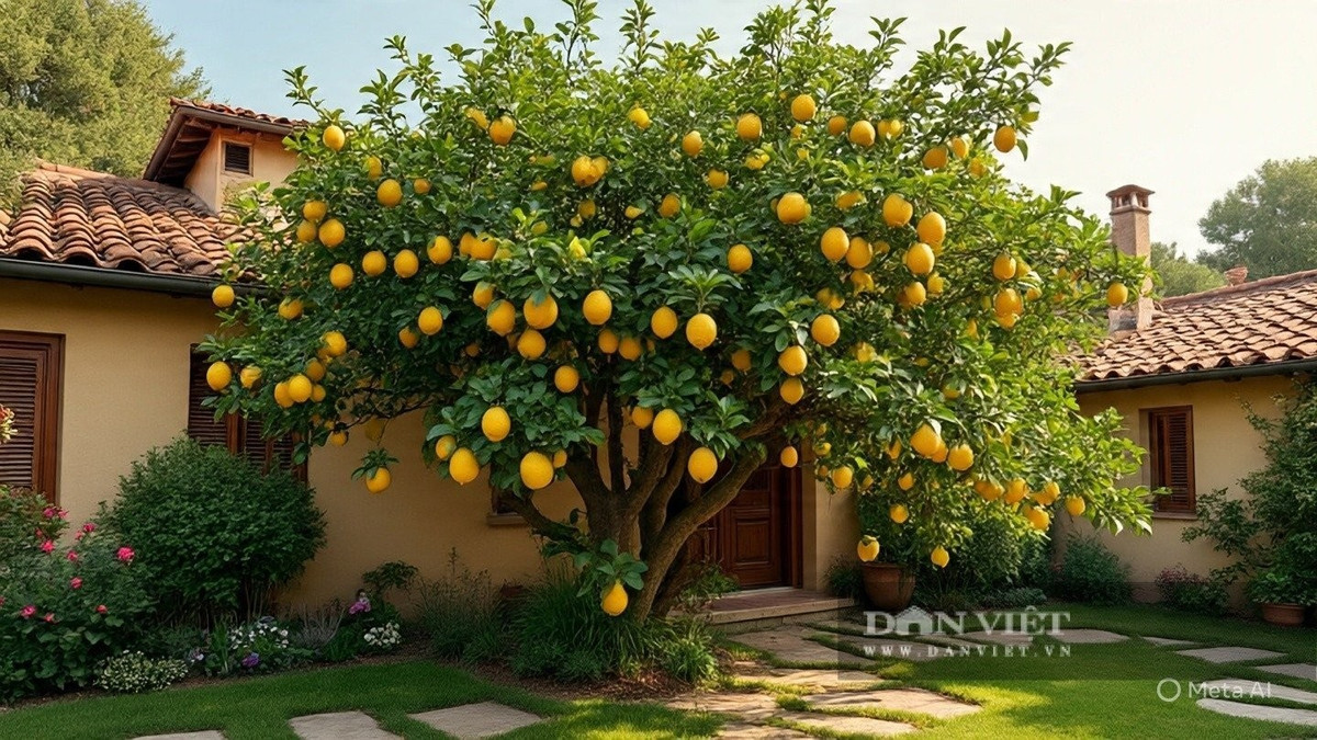 View - Trồng cây chanh trong nhà đúng vị trí hút lộc, tài lộc ùn ùn đến | Báo Tri thức và Cuộc sống - TIN TỨC PHỔ BIẾN KIẾN THỨC 24H