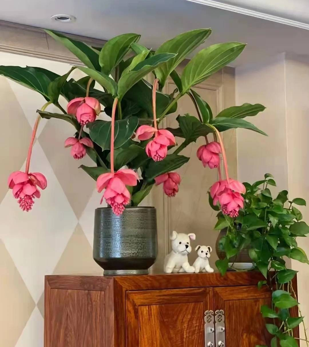 Loài cây này không khó chăm: cần ánh nắng nhẹ buổi sáng và chỉ tưới khi đất khô. Vào mùa hè, che nắng trưa để lá không bị cháy. Đất than bùn trộn đá trân châu giúp rễ thông thoáng và khỏe mạnh.