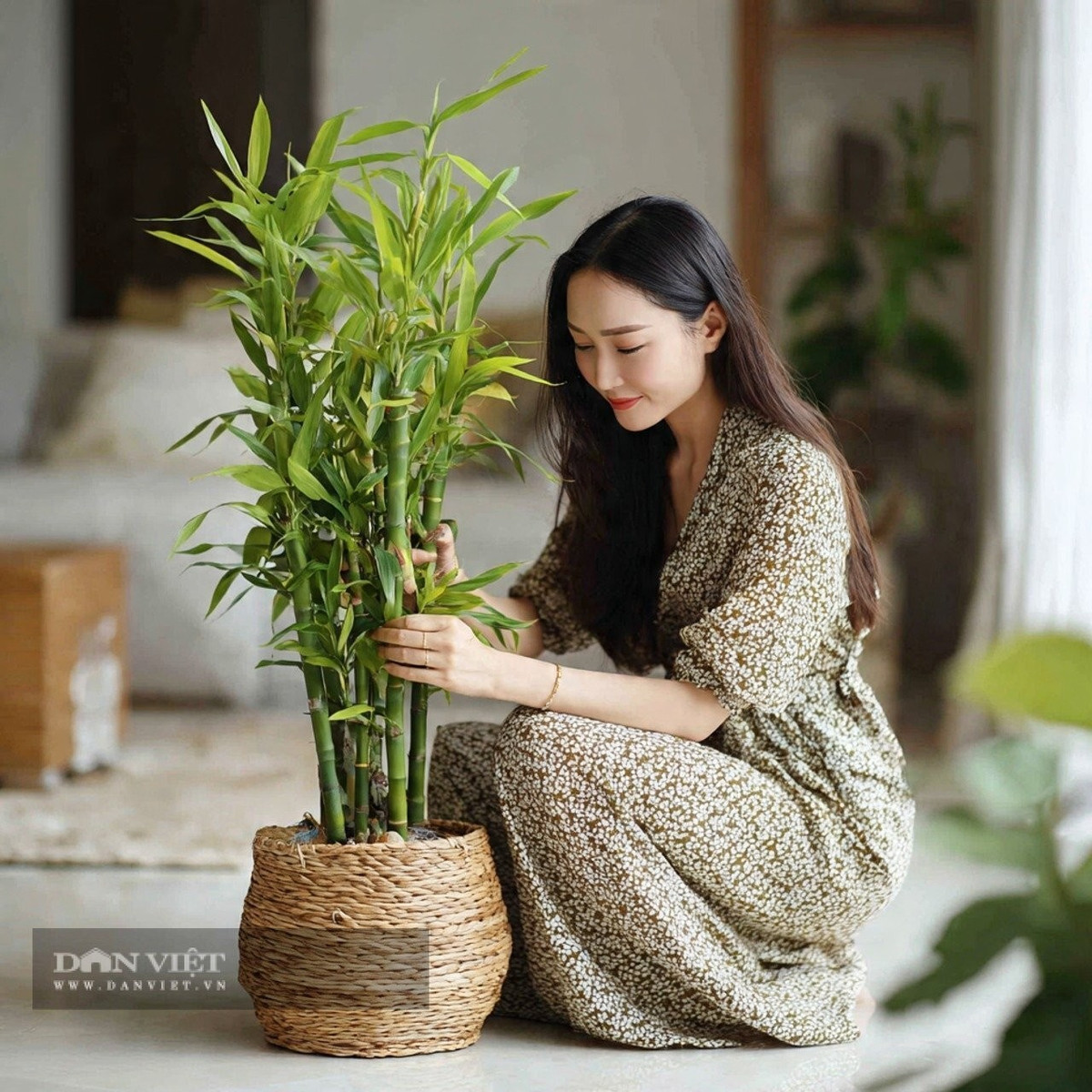 Cây phát triển tốt nếu được chăm sóc đều đặn: ánh sáng khuếch tán, bón phân loãng mỗi tháng vào mùa sinh trưởng. Ngoài giá trị phong thủy, cây còn giúp thanh lọc không khí, mang lại cảm giác yên bình và vững chãi cho tổ ấm.