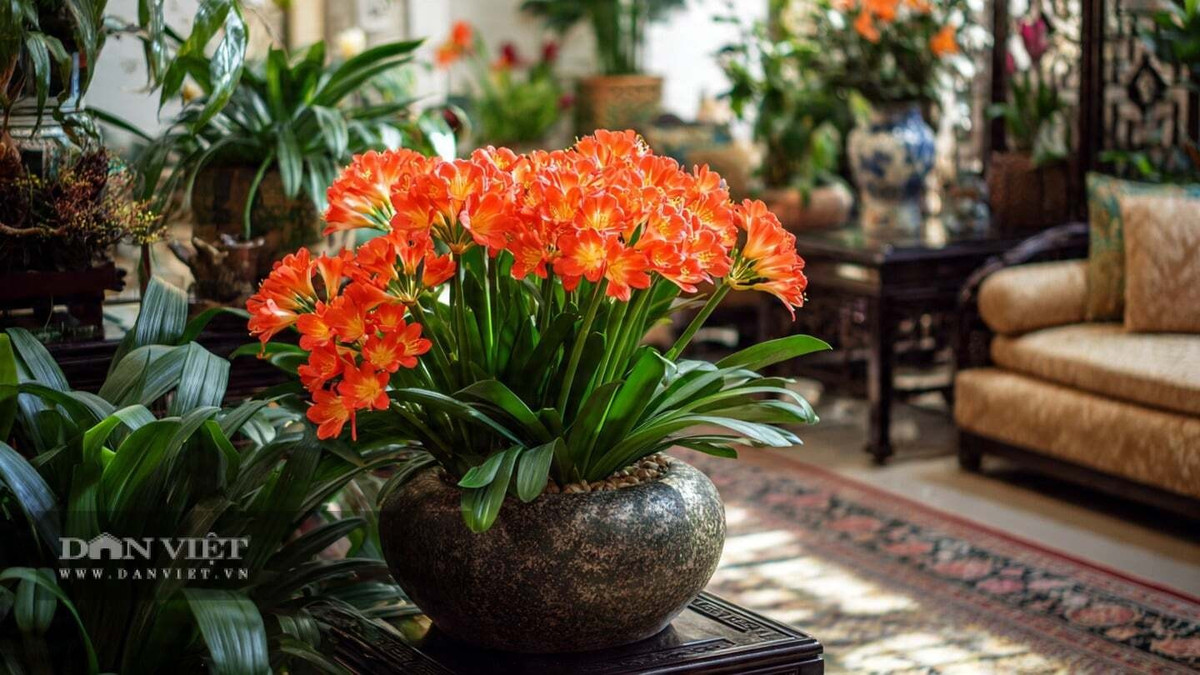 Cây có lá rộng, mọc thẳng, đối xứng như chiếc quạt xanh và nở hoa màu cam đỏ rực rỡ vào mùa đông – xuân. Ngay cả khi chưa nở hoa, lan quân tử vẫn là cây cảnh lá rất đẹp.