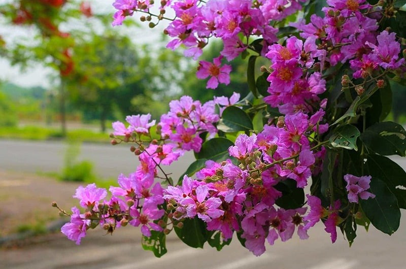 View - 5 loài hoa vừa đẹp vừa vượng khí, trồng một lần hưởng lộc dài lâu | Báo Tri thức và Cuộc sống - TIN TỨC PHỔ BIẾN KIẾN THỨC 24H