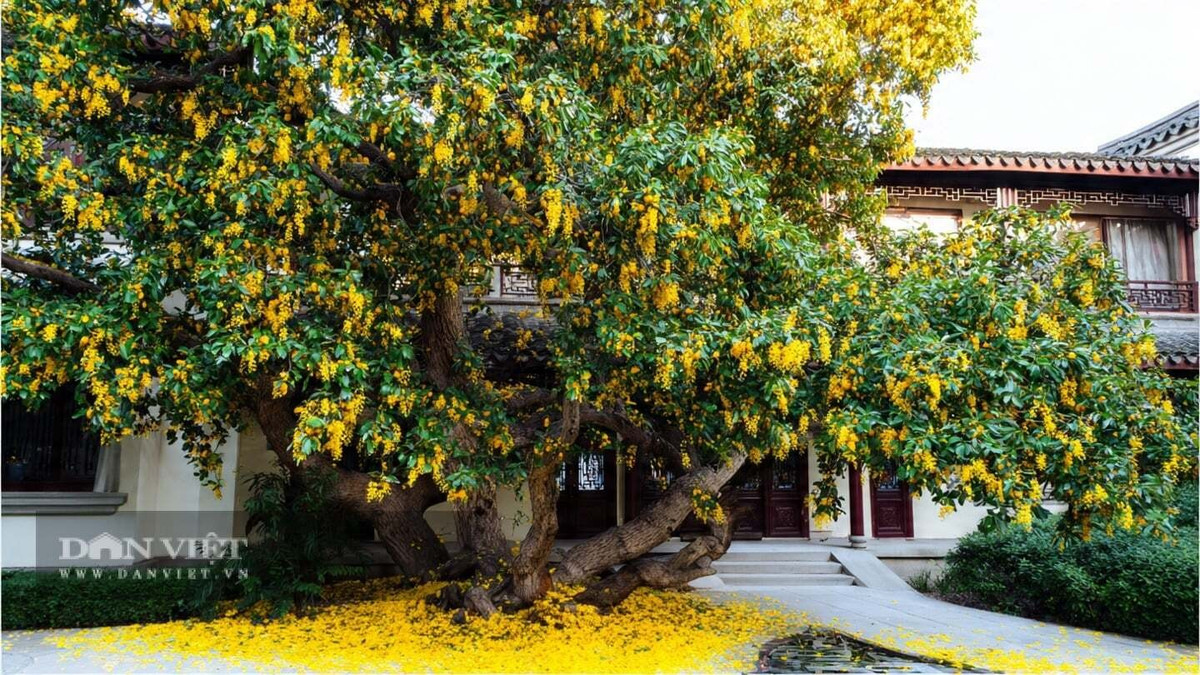 1. Mộc hương – Hương thu ngọt ngào, càng lâu càng quý: Mộc hương (Osmanthus fragrans) là loài cây có hương thơm đặc trưng của mùa thu, hoa nở dày đặc thành từng chùm vàng ấm khiến cả khu vườn như được “rót mật”. Tuy mộc hương phát triển chậm, nhiều năm đầu nhìn khá bình thường nhưng chỉ cần bạn đủ kiên nhẫn, cây sẽ bùng nở bất ngờ vào năm thứ 7–8.