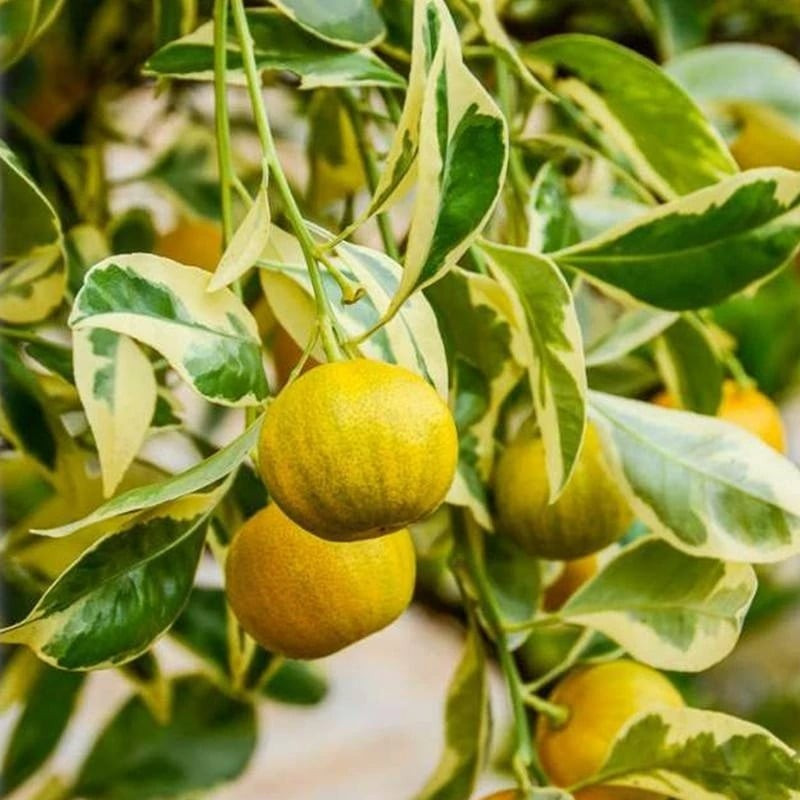 Cây có khả năng chịu rét nhẹ, cần giữ ấm nếu nơi có tuyết rơi. Khi nhiệt độ xuống dưới -3°C, cần phủ màng giữ ấm hoặc chuyển cây vào nhà. Ở xứ lạnh, cây vẫn ra hoa kết trái từ tháng 5 đến tháng 10 hàng năm.