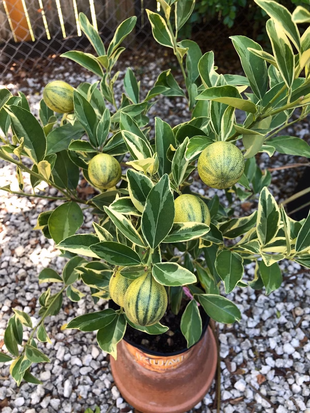 Dễ trồng – dễ chăm – hợp cả người mới bắt đầu chơi cây. Thuộc họ cam chanh, quất cẩm thạch khỏe mạnh, kháng bệnh tốt, chịu nắng, chịu lạnh nhẹ. Chỉ cần đất thoáng, đủ sáng, tưới hợp lý là cây lớn rất nhanh.